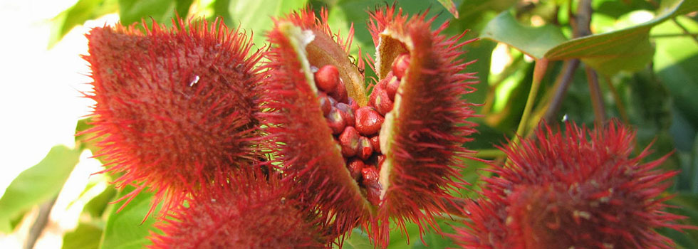 achiote1