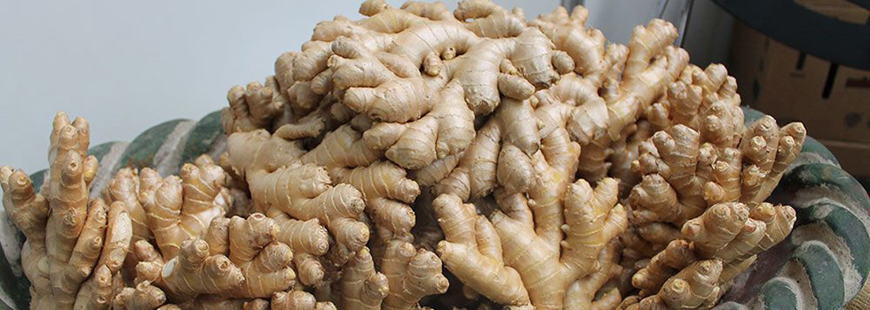 AgroExpollacta