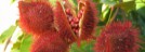 Achiote (Bixa orellana)