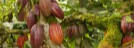Cacao